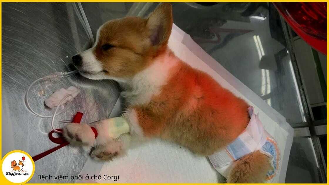 Cách trị Bệnh viêm phổi ở chó Corgi
