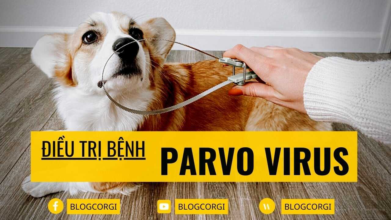 Tất Tần Tật] Về Cách Phòng Chữa Bệnh PARVO Ở Chó Corgi