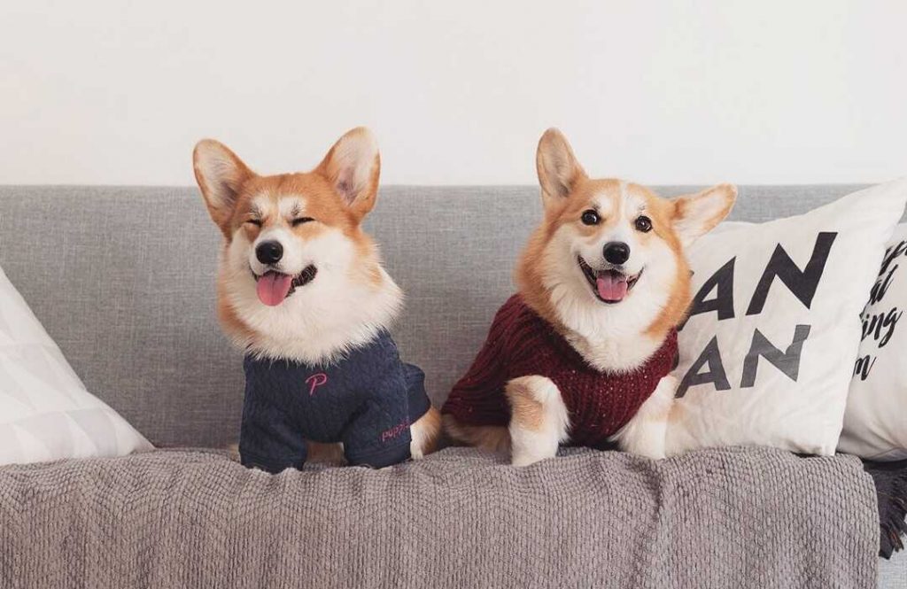 Mua Chó Corgi Con Thuần Chủng (Kinh Nghiệm) || BlogCorgi