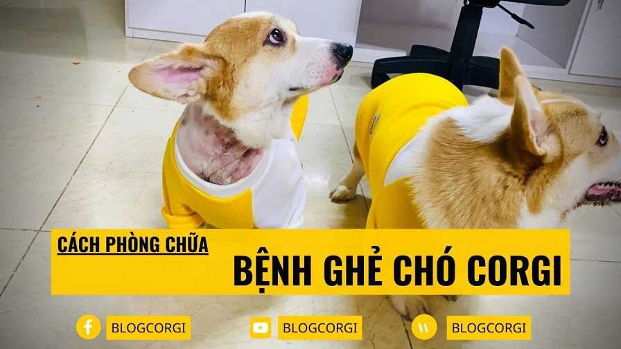 [Chó Corgi Bị Ghẻ] Cách trị bệnh ghẻ ở chó Corgi