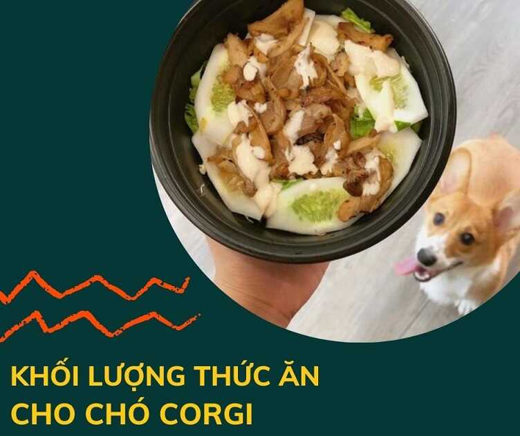 Khối lượng thức ăn cho chó corgi phù hợp